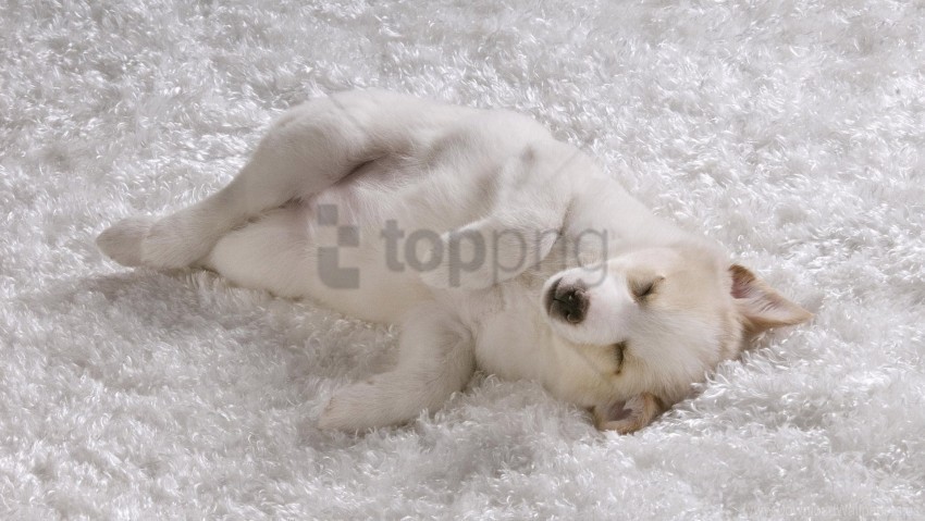 puppy shaggy rug white dog wallpaper Transparent Background PNG Isolated Art