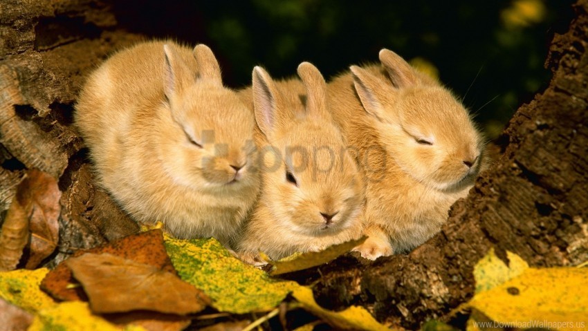 rabbits sleep three wallpaper PNG images with no background free download