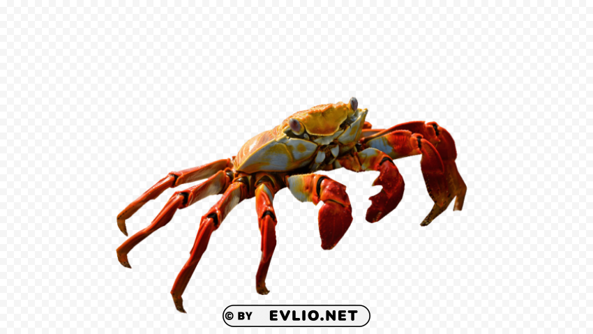red crab standing Transparent PNG photos for projects
