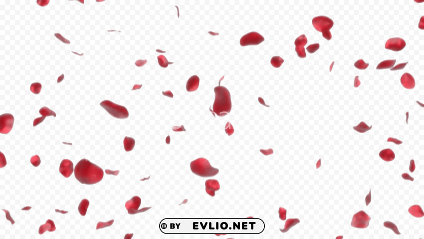 rose petals PNG transparent photos library