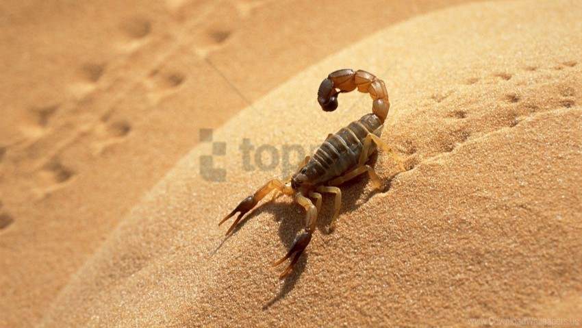 Sand Scorpion Shadow Traces Wallpaper CleanCut Background Isolated PNG Graphic