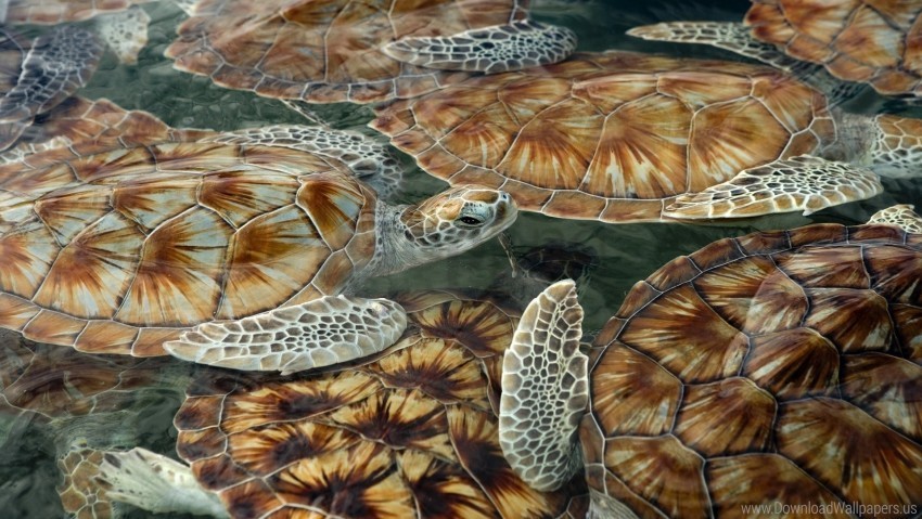 sea swim tortoises turtles wallpaper PNG clipart