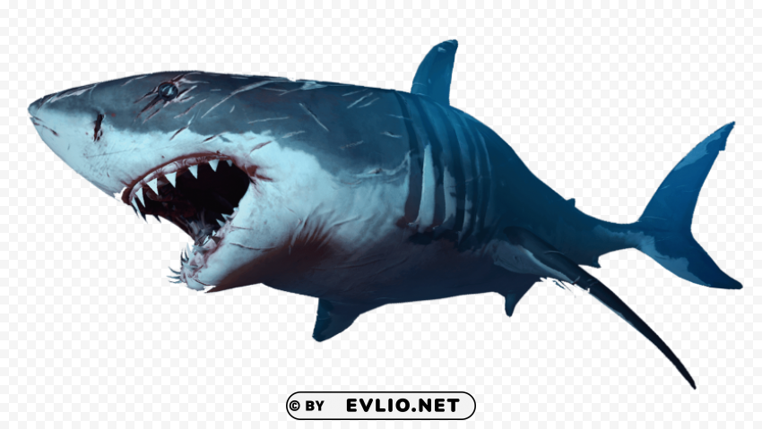 shark PNG images with alpha channel diverse selection