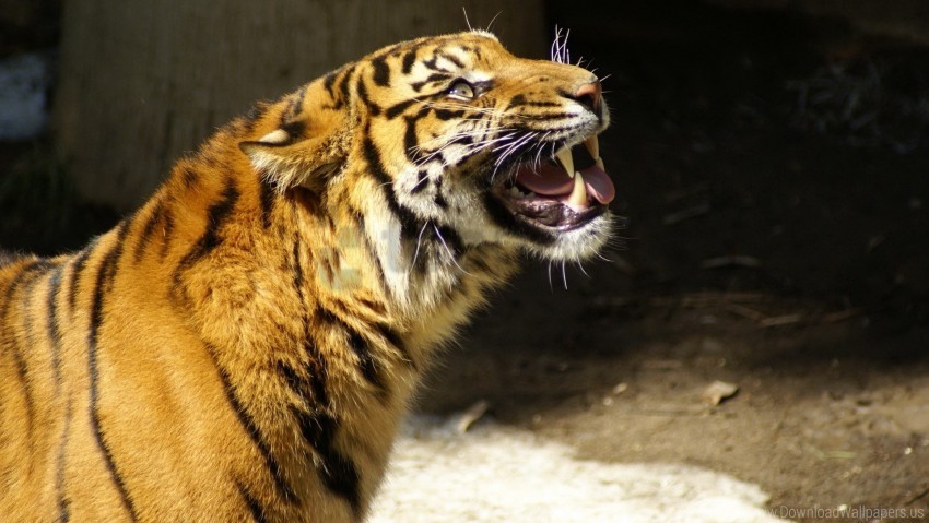 snow teeth tiger vicious wallpaper PNG Isolated Object with Clear Transparency