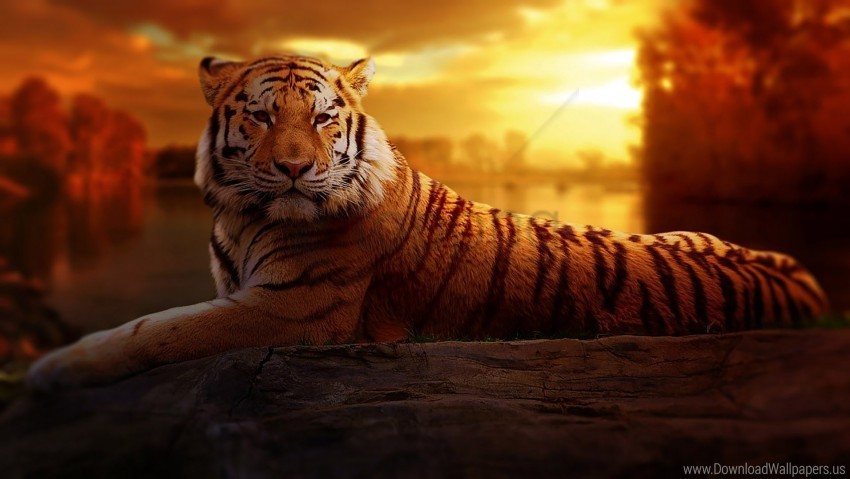 tiger wallpaper PNG graphics with clear alpha channel selection