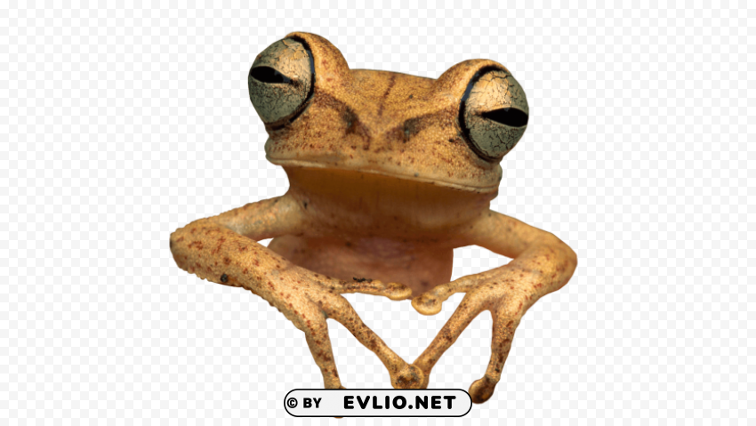 toad frog PNG Graphic Isolated on Clear Background