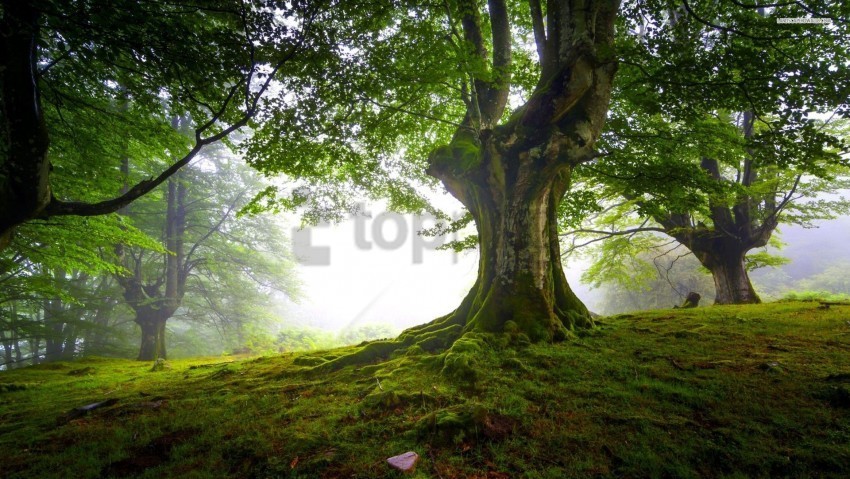 trees background image PNG for free purposes background best stock photos - Image ID d951e44d