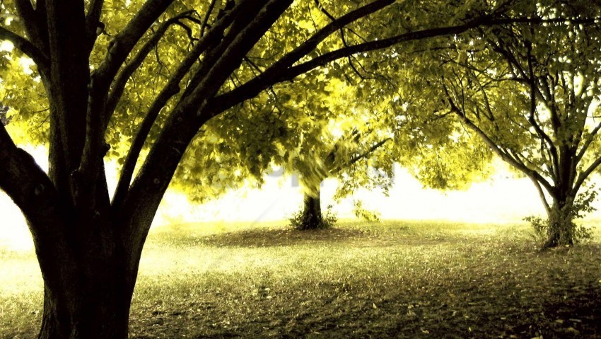 Trees Background Image PNG For Photoshop