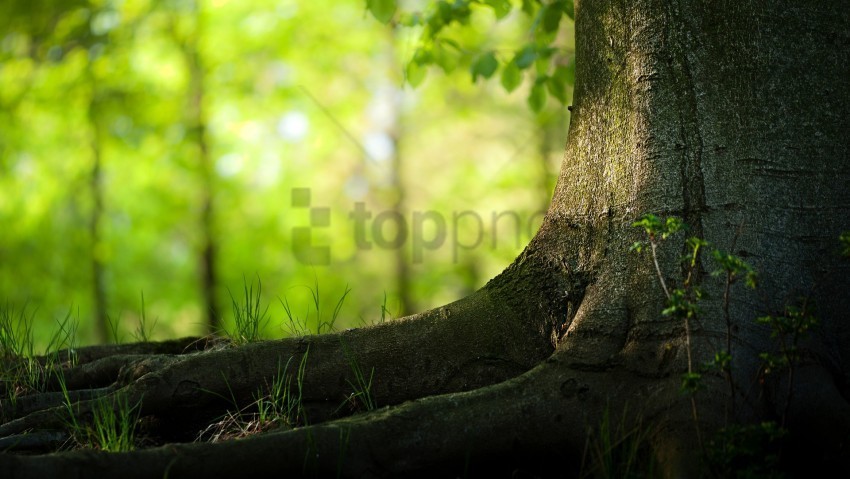 trees background image PNG for presentations