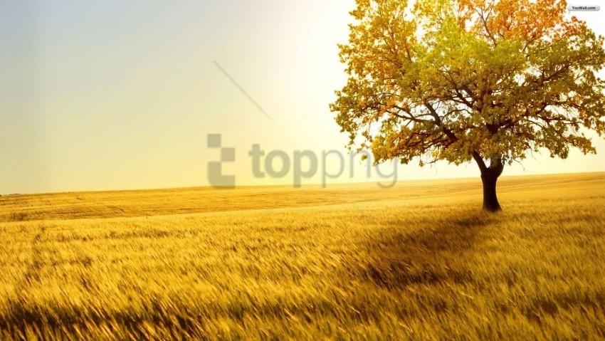 Trees Background Image PNG Graphic Isolated On Clear Backdrop