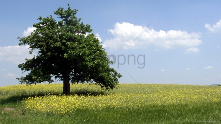 trees image PNG Graphic Isolated on Clear Background