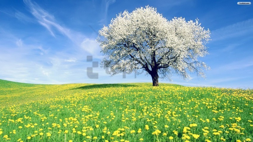 trees background image PNG images with transparent canvas comprehensive compilation