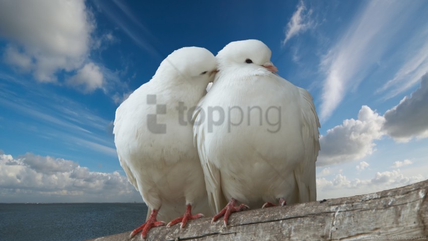 valentine doves wallpaper PNG with transparent background free