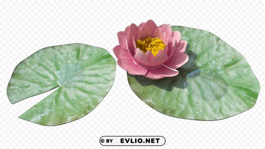 PNG image of water lily PNG Image with Isolated Artwork with a clear background - Image ID 165cad07