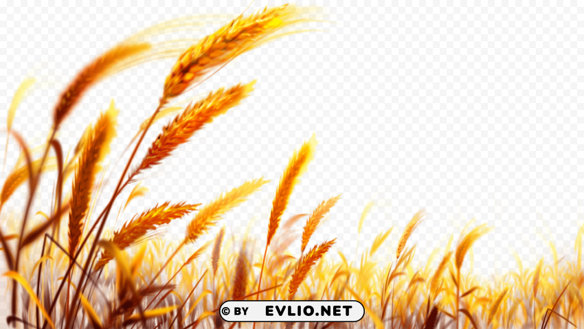 Wheat PNG files with no background assortment