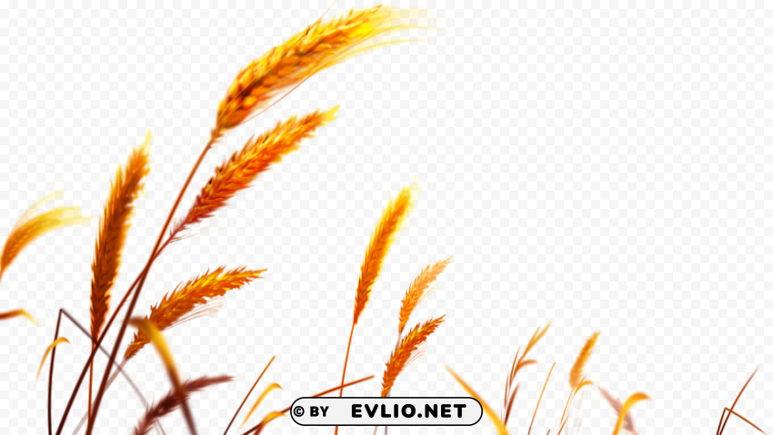 Wheat PNG graphics for free