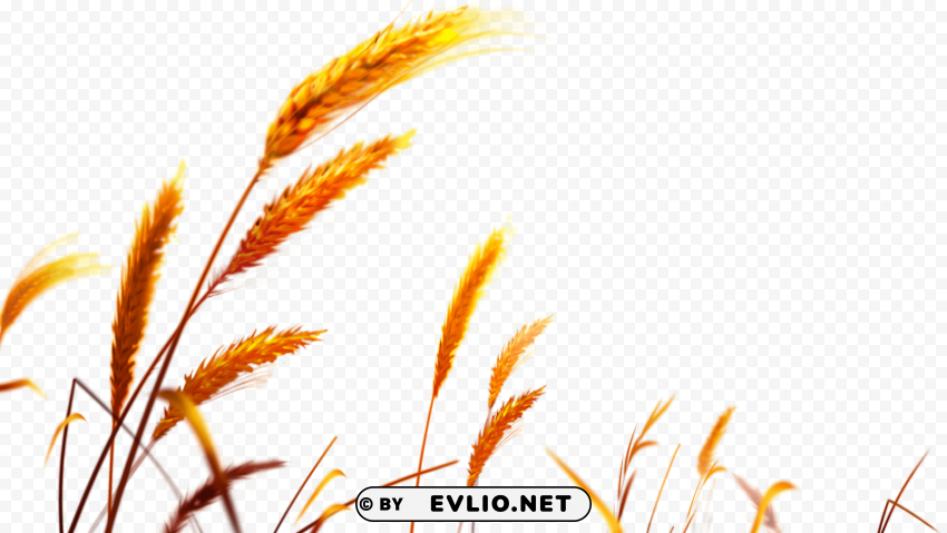 wheat Isolated Item on Clear Background PNG