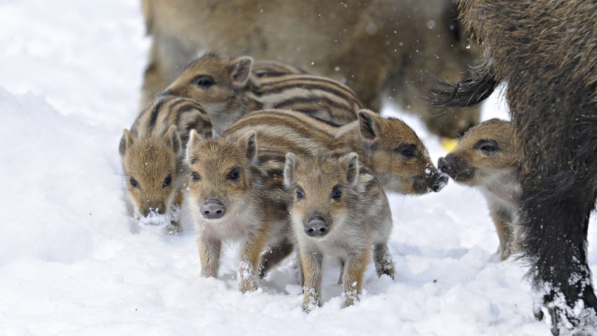 wild boar wild pigs winter wallpaper PNG file with alpha