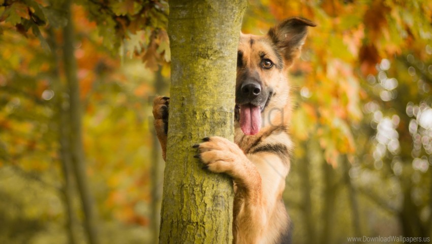 dog protruding tongue tree wallpaper Isolated Subject in Clear Transparent PNG