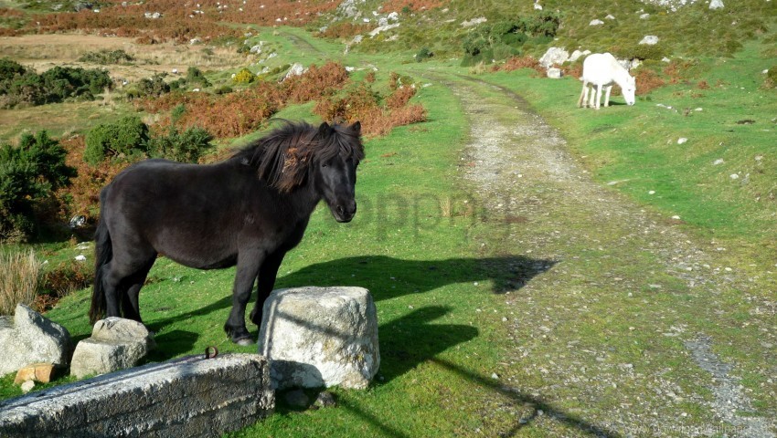 Grass Horse Pony Rocks Walk Wallpaper PNG Files With Clear Backdrop Collection