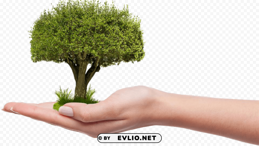 save tree High-resolution PNG images with transparency wide set