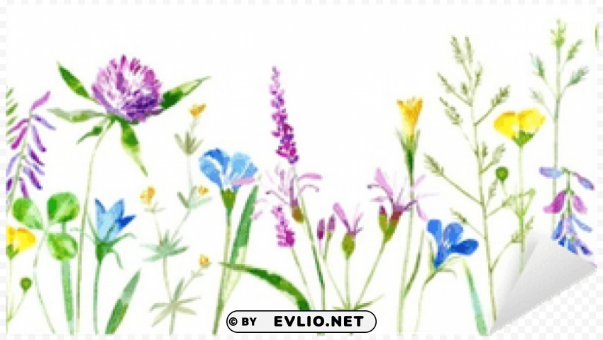 white background grass flower Isolated Icon in Transparent PNG Format