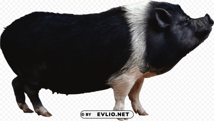 black pig from side PNG Image with Transparent Isolation png images background - Image ID b9de57c3