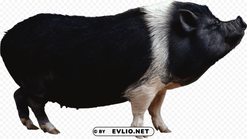 boar Isolated Element in Transparent PNG