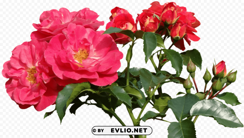 garden roses PNG Isolated Subject with Transparency
