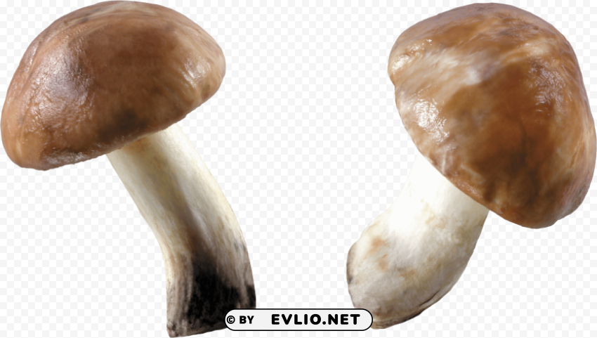 mushroom ClearCut Background Isolated PNG Design
