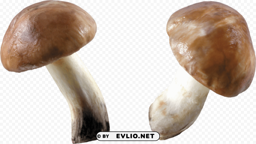 Mushroom PNG Images With Alpha Transparency Wide Selection