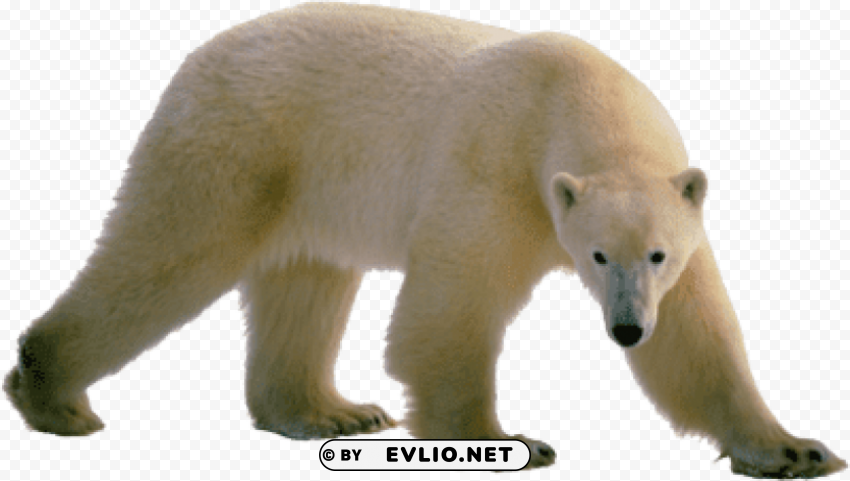 polar bear walking Transparent Background Isolated PNG Art