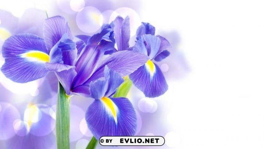 purple iris Clear background PNG images comprehensive package
