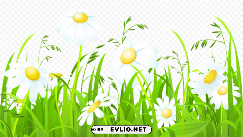 white flowers and grass Isolated Graphic on HighQuality Transparent PNG