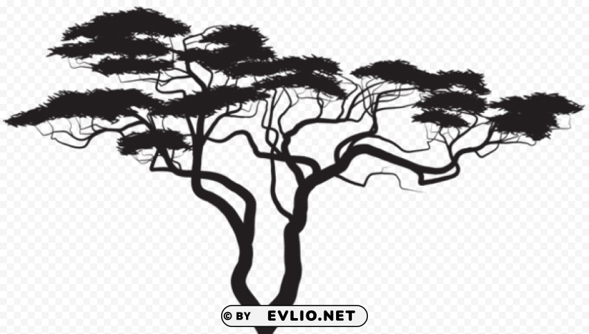 exotic tree silhouette PNG for social media