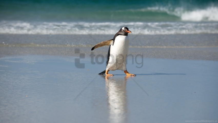 nature north penguin sea wallpaper Clear Background PNG with Isolation