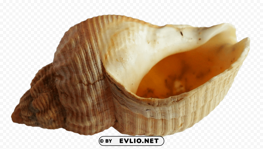 PNG image of SeaShell Transparent PNG images set with a clear background - Image ID 705b8be5