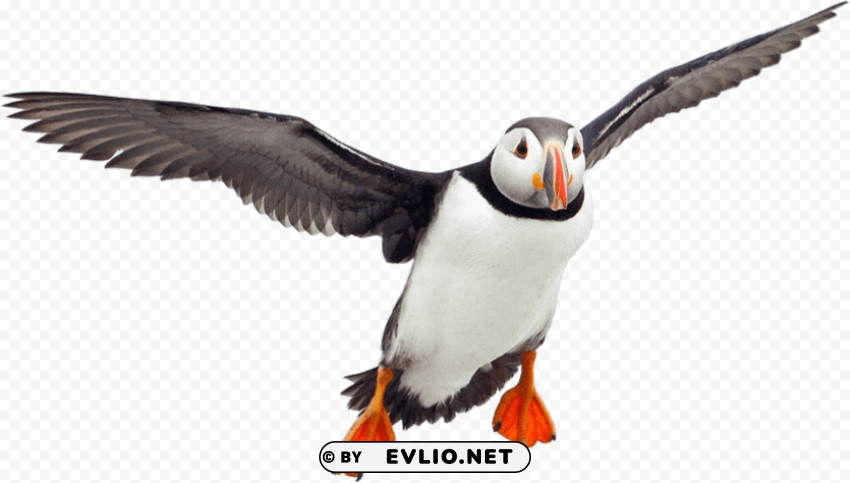 flying puffin PNG photos with clear backgrounds