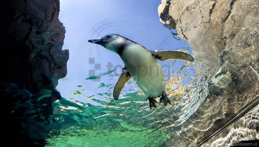 penguin rocks swim water wallpaper Isolated Artwork on Transparent PNG