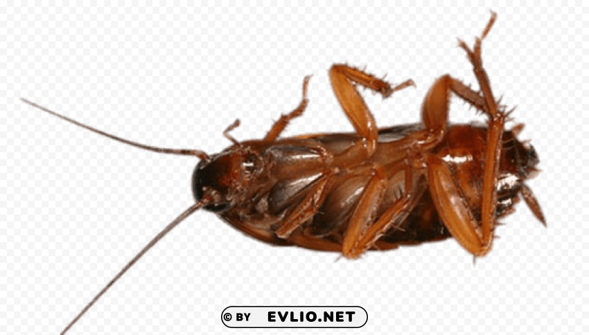 cockroach on its back PNG Image Isolated with Transparency