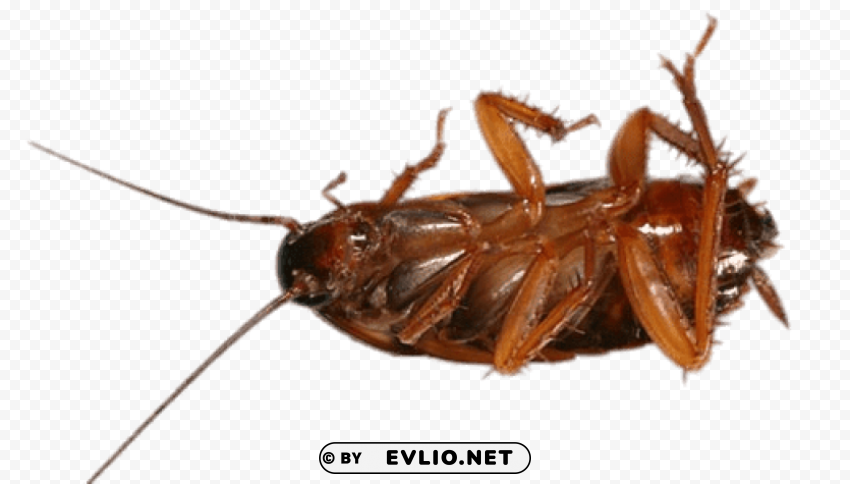 cockroach on its back PNG Image Isolated with Transparency png images background - Image ID fe8f5aa7