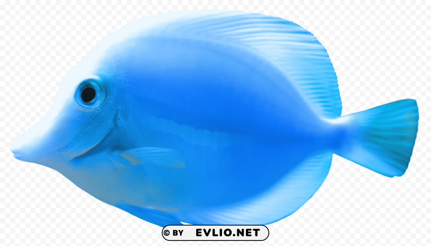 blue fish PNG with transparent bg