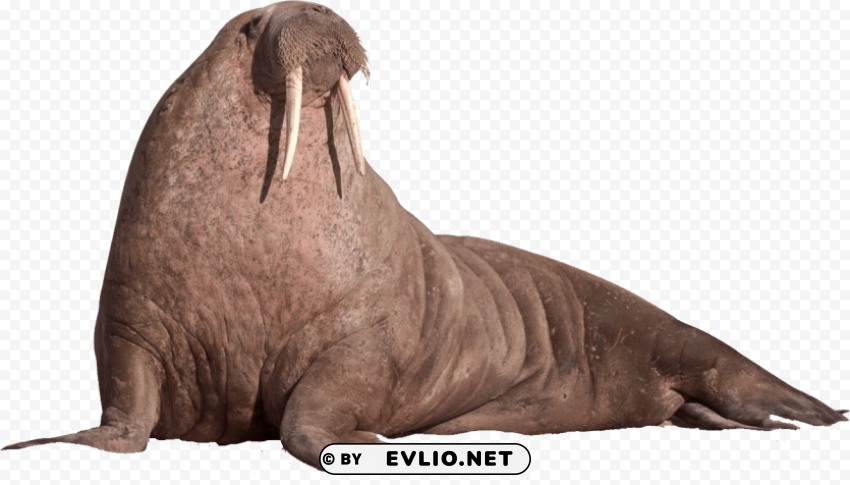 walrus sitting on the ground PNG photo with transparency