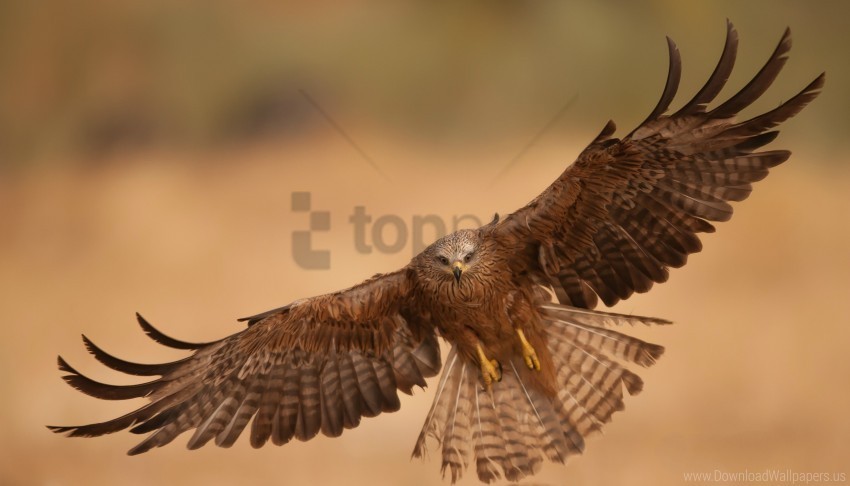 bird eagle flapping vulture wings wallpaper PNG files with no backdrop wide compilation