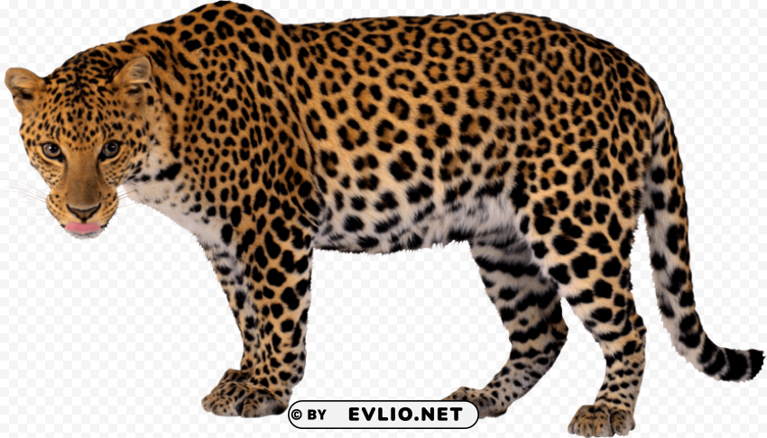 cheetah png No-background PNGs