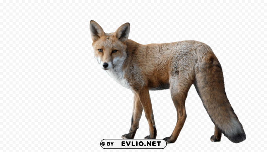 fox Isolated Element with Transparent PNG Background