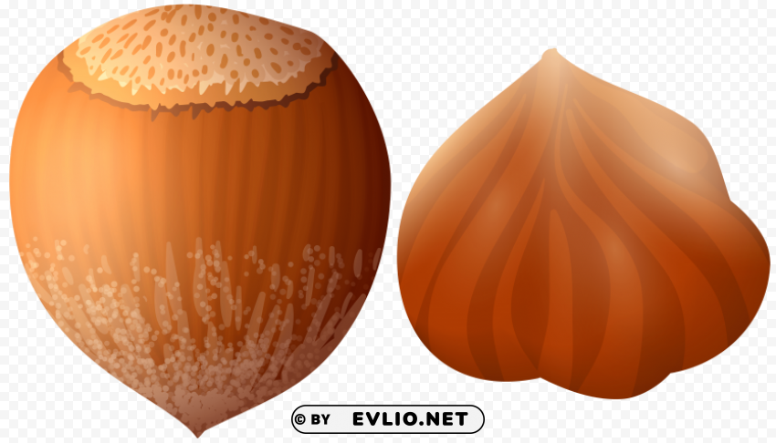 hazelnut PNG pictures with no backdrop needed