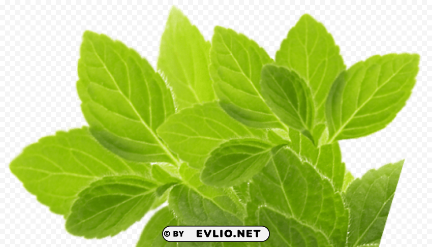 herb Transparent PNG Isolated Graphic Design