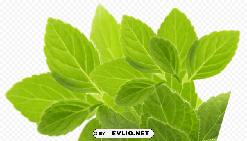 Herb Transparent PNG Isolated Graphic Design