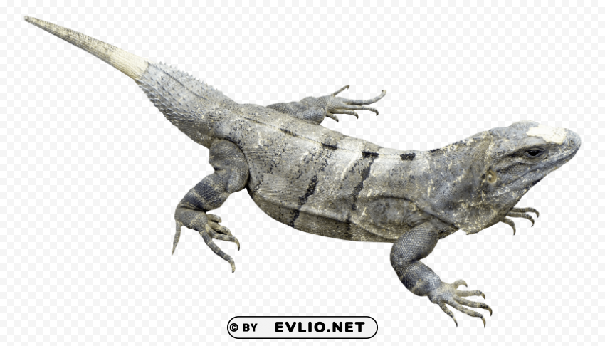 iguana High-resolution transparent PNG images set